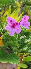 Pelargonium cucullatum