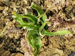 Ledebouria