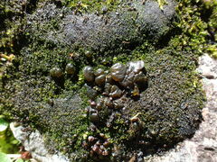 Nostoc commune