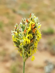 Alloteropsis semialata