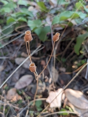 Dodecatheon