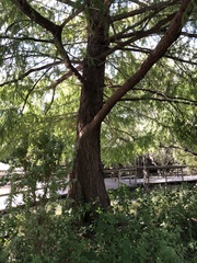 Taxodium mucronatum