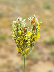 Alloteropsis semialata