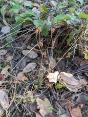 Dodecatheon