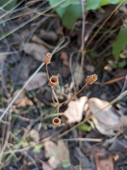 Dodecatheon