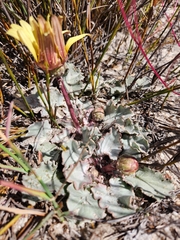 Arctotis verbascifolia