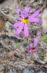 Senecio arenarius