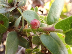 Arctostaphylos imbricata