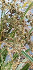 Scirpus
