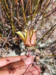 Arctotis verbascifolia