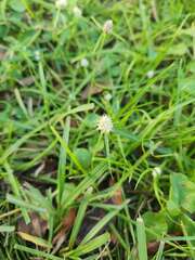 Cyperus mindorensis