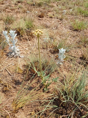 Asclepias fallax