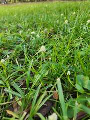 Cyperus mindorensis