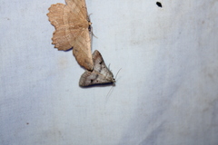 Bleptina caradrinalis