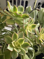 Aeonium
