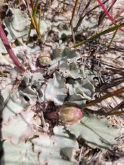 Arctotis verbascifolia