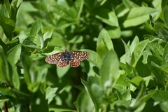 Euphydryas