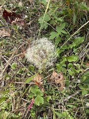 Taraxacum erythrospermum
