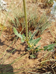Asclepias fallax