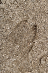 Odocoileus hemionus californicus