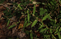 Persicaria mitis