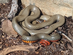 Diadophis punctatus regalis