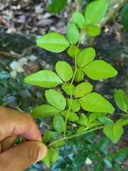 Triphasia trifolia