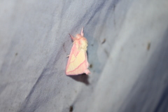 Hyparpax aurora