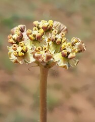 Asclepias fallax