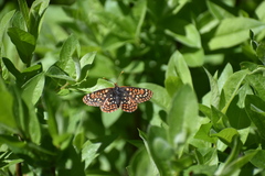 Euphydryas