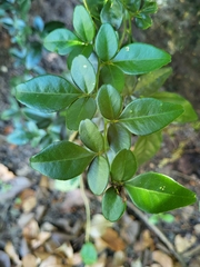 Triphasia trifolia
