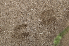 Odocoileus hemionus californicus