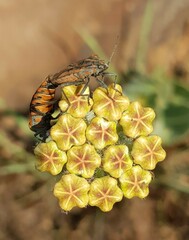 Spilostethus rivularis