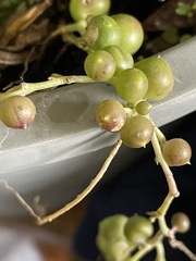 Curio rowleyanus