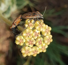 Asclepias fallax