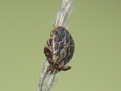 Dermacentor marginatus