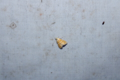 Xanthophysa psychicalis