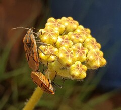 Spilostethus rivularis