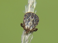 Dermacentor marginatus