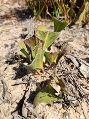 Protea acaulos
