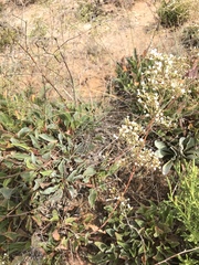 Limonium cossonianum
