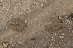 Odocoileus hemionus californicus