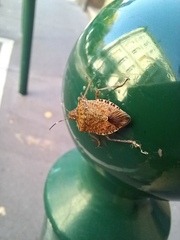 Halyomorpha halys