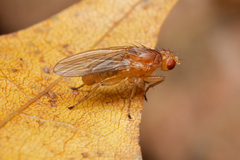 Heleomyzidae
