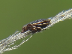 Dermacentor marginatus