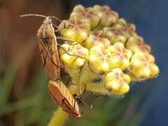 Asclepias fallax