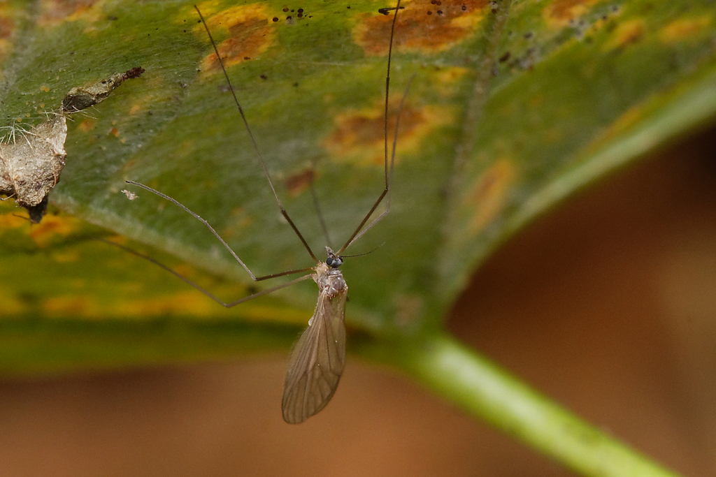 Nematoceran Flies From Las Bielański Warsaw Poland On October 16