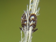 Dermacentor marginatus