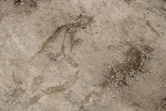 Odocoileus hemionus californicus