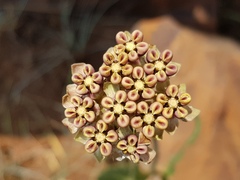 Asclepias fallax